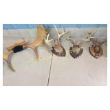 Moses and Deer Antlers