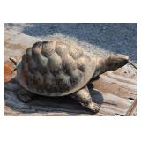 Cast Iron Turtle Fountain 18"L