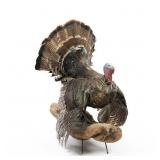 Full Strut Wild Turkey Taxidermy Mount