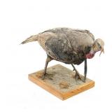 Full-body Taxidermy Mount of Wild Tom Turkey