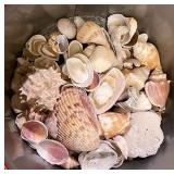 Seashells