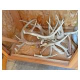 Deer antlers