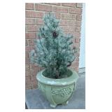 Concrete flower pot with tree