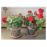 Decorative plant in stone pots