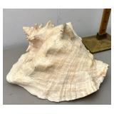 Large conch shell