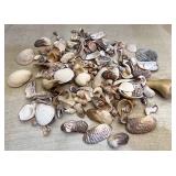 Seashell lot