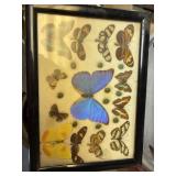 Framed butterflies