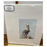 661/2000 Brown pelican mature by Phyllis Moore