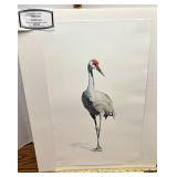 311/2000 Sandhill crane by Phyllis Moore