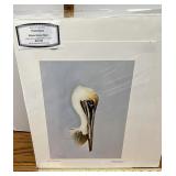 2710/2000 Mature pelican head by Phyllis Moore