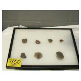 DISPLAY WITH FOSSILS DISPLAY WITH FOSSILS