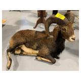 FULL BODY TAXIDERMY MOUFLAN RAM FIGURE - APPROX