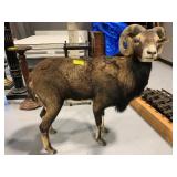 FULL BODY TAXIDERMY MOUFLAN RAM FIGURE - APPROX