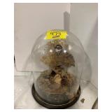 TAXIDERMY PHEASANT PAIR W/ GLASS DOME