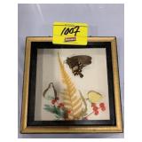 REAL MOTH & BUTTERFLY FRAMED WALL ART