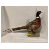 TAXIDERMY PHEASANT