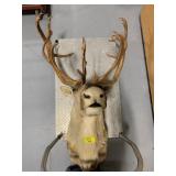 LARGE TAXIDERMY MOOSE HEAD MOUNT