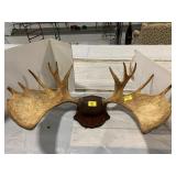 MOUNTED TAXIDERMY MOOSE ANTLERS