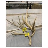 GROUP OF TAXIDERMY DEER ANTLERS