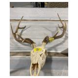 10-POINT TAXIDERMY SKULL