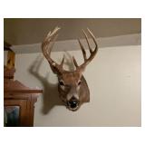 Mounted Deer Head