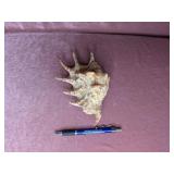 Snail Sea Shell - 7"