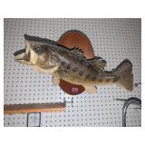 Mounted Bass Fish