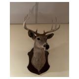 Deer mount