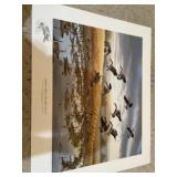 Several duck prints. Some by Eberhart and other