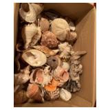 Seashells