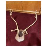 Cow Caribou antlers