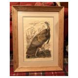 Wild turkey by A. INC. 1937. Drawn by JJ Audubon