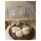 Large cheese dome with seashells