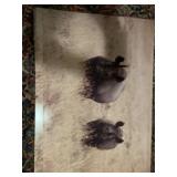 African photographs taken by franks. All measure