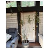 Tall dragon tree plant, and ponytail palm