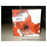 RED LION AMARYLLIS W/ POT