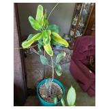 Live plants - Banana Tree & Dieffenbachia