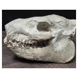 Fossil Oreodont skull dinosaur 30-35 million