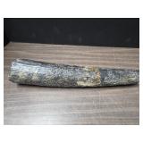 *Fossil tusk 15" x 3" / 3lbs 13oz