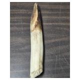 *Fossil tooth / tusk 9" long