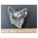 *Megalodon Tooth