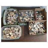Seashells, Rocks +
