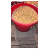 Feed tub full of shelled corn, 22 dia by 18 tall