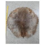 >Beaver pelt stretched