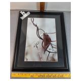 >Framed photo 20" x 16"