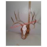 European mount deer antlers
