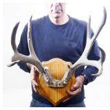 Mounted Antlers