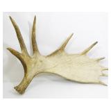 Moose Antler