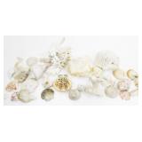 Seashells & Coaral