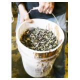 5 Gallon Bucket +/-50lbs 9mm Luger Ammo Shells